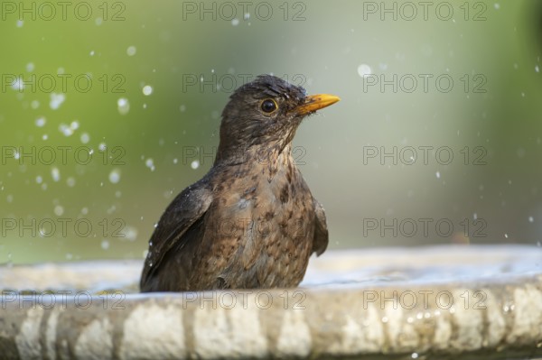 Eurasian blackbird (Turdus merula) adult female garden bird washing in a bird bath in spring, England, United Kingdom
