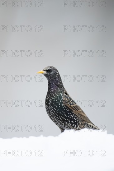 Common starling (Sturnus vulgaris) adult garden bird in snow in winter, England, United Kingdom