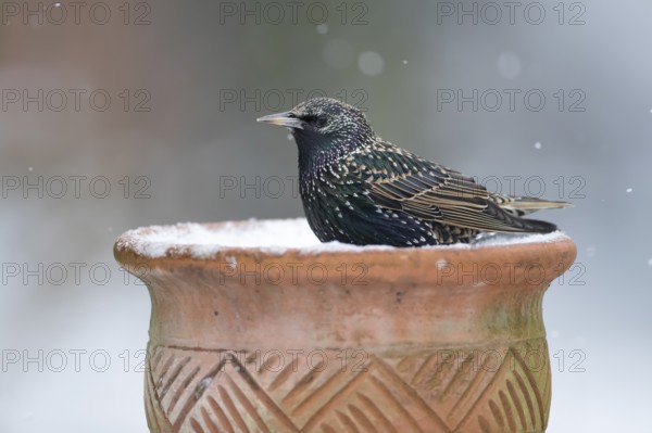 Common starling (Sturnus vulgaris) adult garden bird on snow covered plant pot in winter, England, United Kingdom