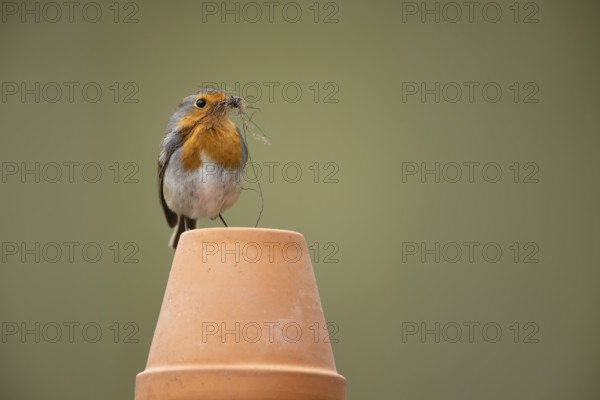 European robin (Erithacus rubecula) adult garden bird with nesting material in its beak on a plant pot in spring, England, United Kingdom