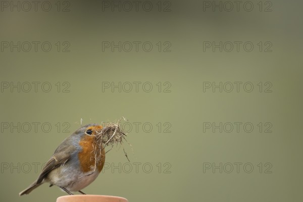 European robin (Erithacus rubecula) adult garden bird with nesting material in its beak in spring, England, United Kingdom