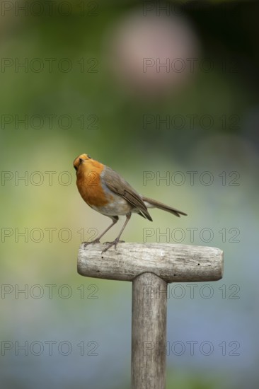 European robin (Erithacus rubecula) adult garden bird on a fork handle in spring, England, United Kingdom