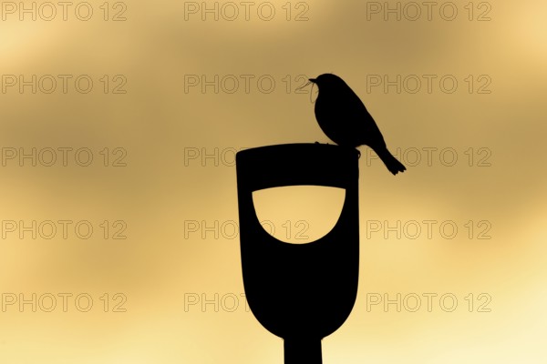 European robin (Erithacus rubecula) silhouette of an adult garden bird with nesting material in its beak on a fork handle at sunrise in spring, England, United Kingdom