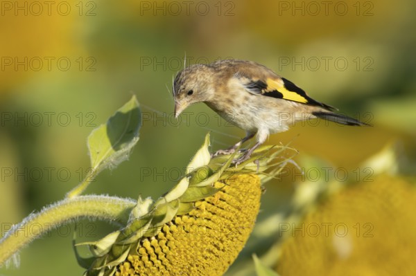 European goldfinch (Carduelis carduelis) juvenile garden bird on a sunflower seedhead in autumn, England, United Kingdom