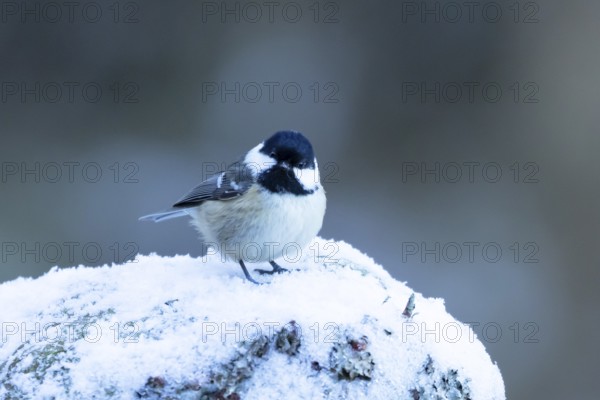 Coal tit (Periparus ater) adult garden bird on snow in winter, England, United Kingdom