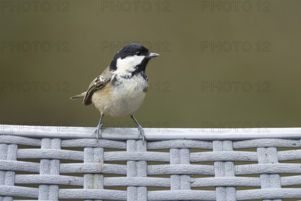 Coal tit (Periparus ater) adult garden bird on a plastic chair, England, United Kingdom
