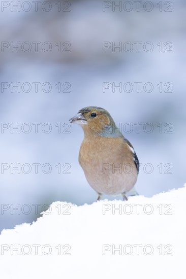 Eurasian chaffinch (Fringilla coelebs) adult male garden bird in snow in winter, England, United Kingdom