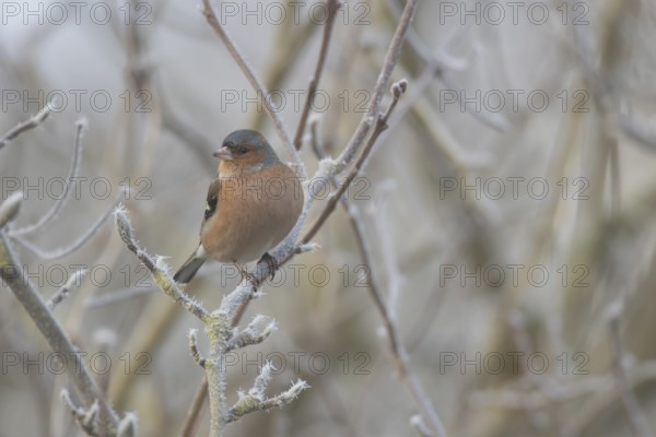 Eurasian chaffinch (Fringilla coelebs) adult male garden bird in a frost covered tree in winter, England, United Kingdom