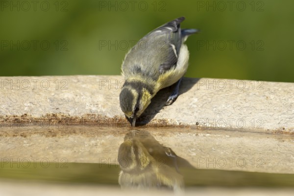 Blue tit (Cyanistes caeruleus) juvenile garden bird drinking water from a bird bath in summer, England, United Kingdom