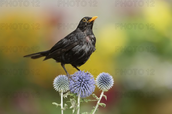 Euasian blackbird (Turdus merula) adult male garden bird on Globe thistle flowers in summer, England, United Kingdom