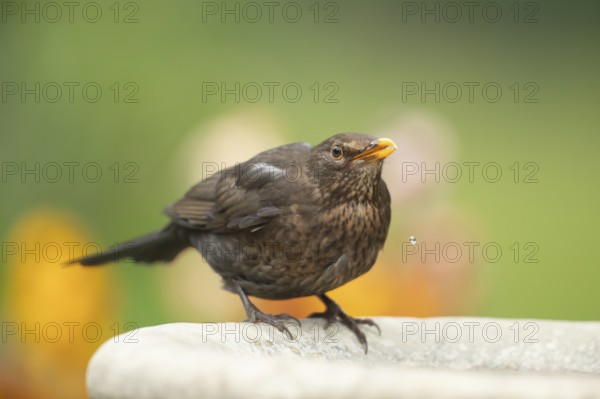 Eurasian blackbird (Turdus merula) adult female garden bird drinking water from a bird bath in spring, England, United Kingdom