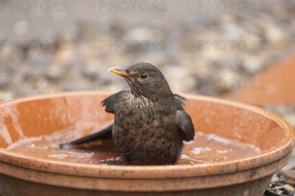 Eurasian blackbird (Turdus merula) adult female garden bird washing in a plant pot saucer in spring, England, United Kingdom