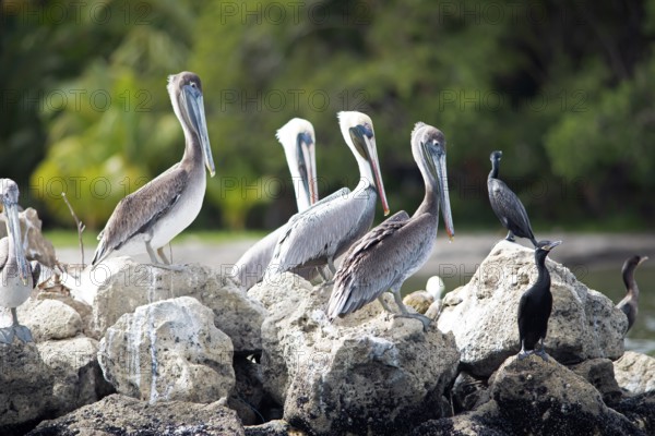 Pelicans (Pelecanus) at the river Rio Dulce, Livingston, Departamento Izabal, Guatemala