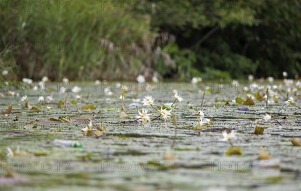 European white water lilies (Nymphaea alba) on the Rio Dulce, Livingston, Departamento Izabal, Guatemala
