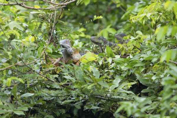 Green iguana (Iguana iguana) in the bushes by the Rio Dulce river, Livingston, Departamento Izabal, Guatemala