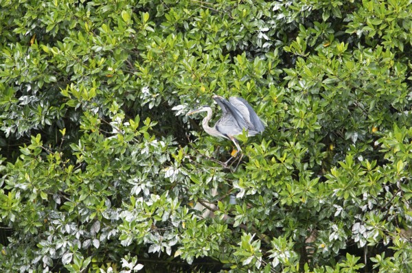 Canada Heron (Ardea herodias) on the banks of the Rio Dulce, Livingston, Departamento Izabal, Guatemala