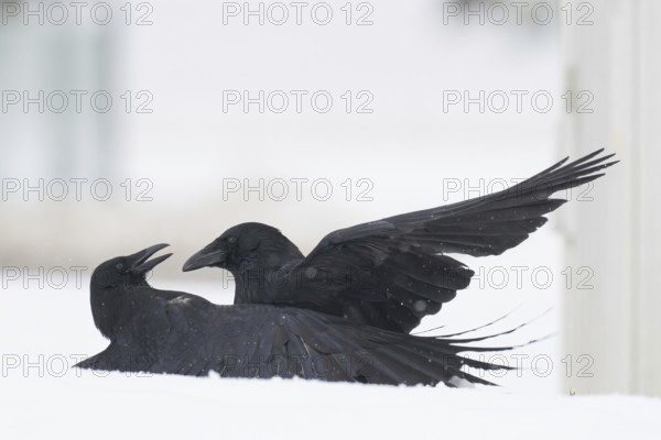 Two fighting crows (Corvus corone) in the snow, Hesse, Germany