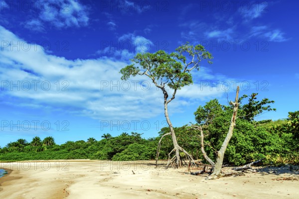 Typical Typical vegetation of the northeastern coast of Brazil on Sargi beach in Serra Grande, Bahia.l on Sargi beach in Serra Grande, Bahia, Sargi beach, Serra Grande, Bahia, Brazil