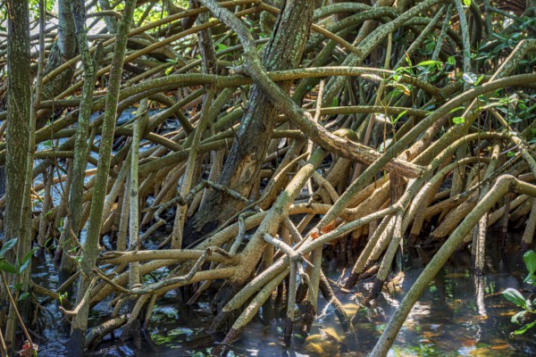 Intertwined roots typical of mangroves in tropical coastal regions, Rio de Janeiro, Brazil