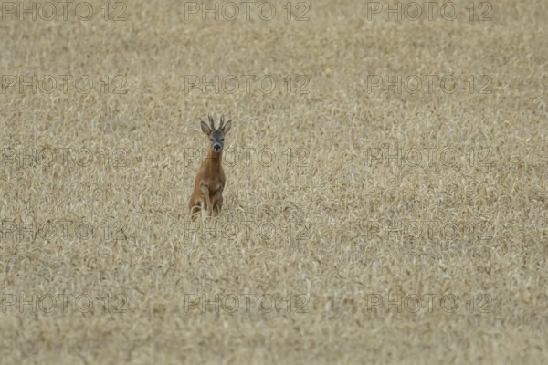 Roe deer (Capreolus capreolus) adult male roebuck buck mammal running through a farmland wheat field in summer, England, United Kingdom