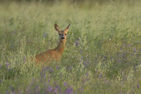 Roe deer (Capreolus capreolus) adult female doe animal in a farmland field in summer, England, United Kingdom