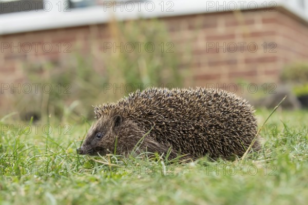 European hedgehog (Erinaceus europaeus) adult mammal on a garden grass lawn with a house in the background in summer, England, United Kingdom
