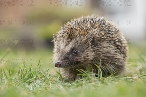 European hedgehog (Erinaceus europaeus) adult mammal walking on a garden grass lawn in summer, England, United Kingdom