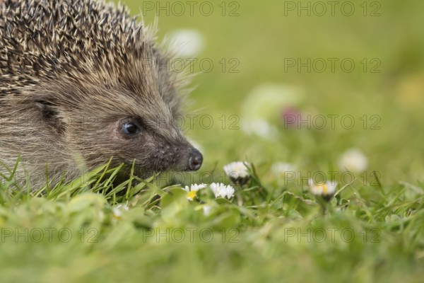 European hedgehog (Erinaceus europaeus) adult mammal on a garden grass lawn with daisy flowers in spring, England, United Kingdom