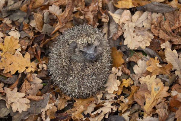European hedgehog (Erinaceus europaeus) adult mammal sleeping during hibernation on fallen autumn colour leaves, England, United Kingdom