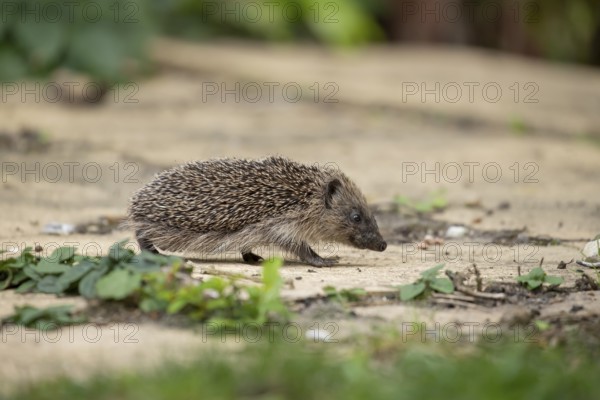 European hedgehog (Erinaceus europaeus) adult mammal walking on a garden path in summer, England, United Kingdom