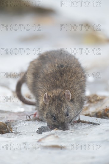 Brown rat (Rattus norvegicus) adult mammal searching for food on frozen ground in winter, England, United Kingdom