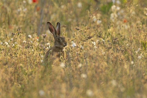 European brown hare (Lepus europaeus) adult mammal amongst wildflowers in summer, England, United Kingdom