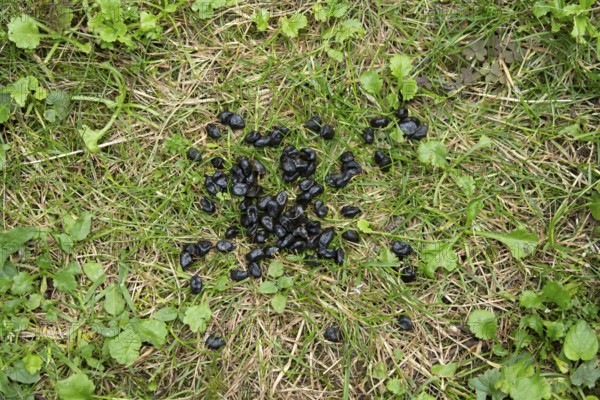 Muntjac deer (Muntiacus reevesi) droppings or poo on a garden grass lawn, England, United Kingdom