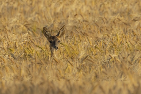 Roe deer (Capreolus capreolus) adult female doe animal in a farmland barley field in summer, England, United Kingdom
