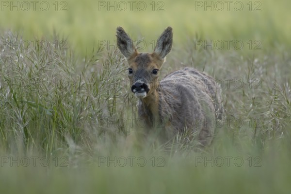Roe deer (Capreolus capreolus) adult female doe animal in a farmland cereal field in summer, England, United Kingdom