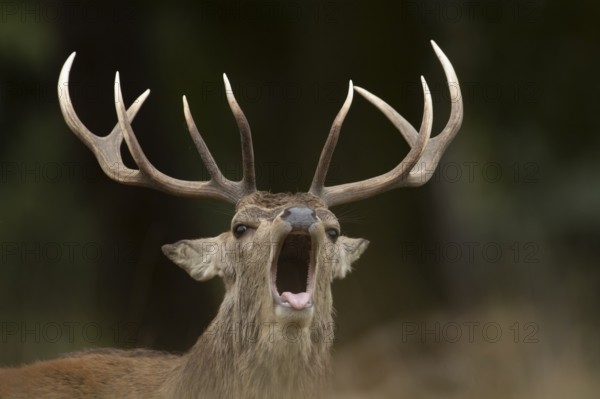 Red deer (Cervus elaphus) adult male stag mammal roaring during the rutting season in autumn, England, United Kingdom