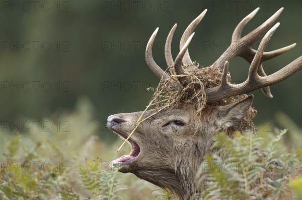 Red deer (Cervus elaphus) adult male stag mammal roaring during the rutting season amongst bracken in autumn, England, United Kingdom