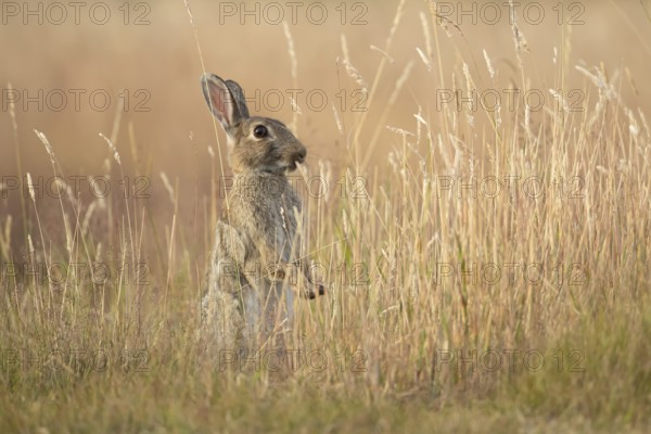 European rabbit (Oryctolagus cuniculus) adult wild mammal feeding in long grass in summer, England, United Kingdom
