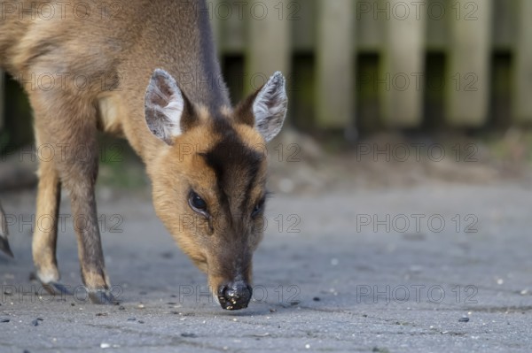 Muntjac deer (Muntiacus reevesi) adult mammal feeding on an urban path, England, United Kingdom