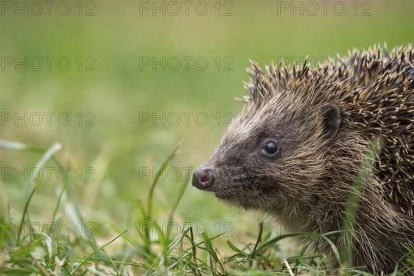 European hedgehog (Erinaceus europaeus) adult mammal on a garden grass lawn in summer, England, United Kingdom