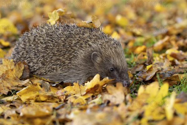 European hedgehog (Erinaceus europaeus) adult mammal walking on fallen autumn colour leaves in a garden, England, United Kingdom