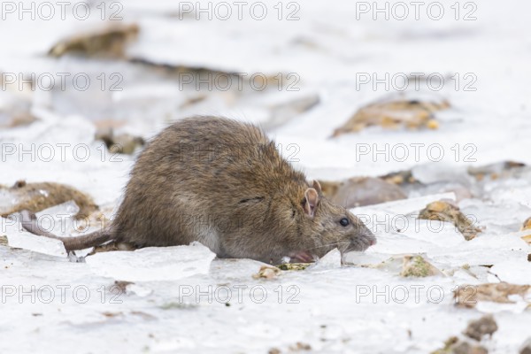 Brown rat (Rattus norvegicus) adult mammal searching for food on frozen ground in winter, England, United Kingdom