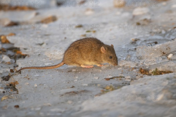 Brown rat (Rattus norvegicus) adult mammal eating seed on frozen ground in winter, England, United Kingdom