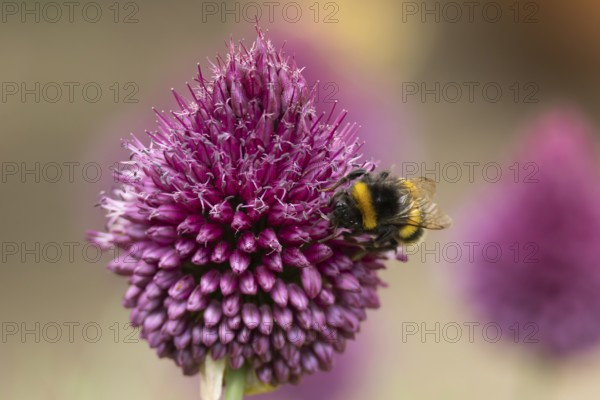 Buff tailed bumblebee (Bombus terrestris) adult insect feeding on a garden Allium flower in summer, England, United Kingdom