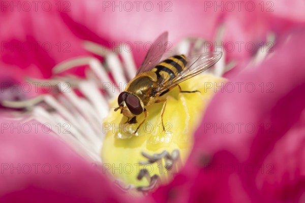 Common hoverfly (Eupeodes corollae) adult insect feeding on a garden Opium poppy flower in summer, England, United Kingdom