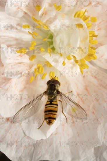 Common hoverfly (Eupeodes corollae) adult insect feeding on a garden poppy flower in summer, England, United Kingdom