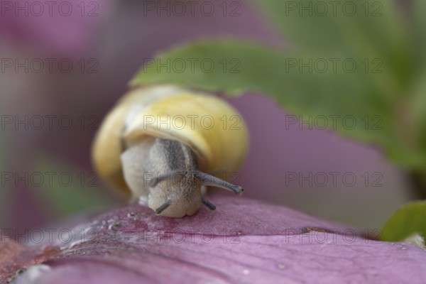 Striped snail (Cernuella virgata) adult gastropod molluscs on a garden Helebore flower in winter, England, United Kingdom