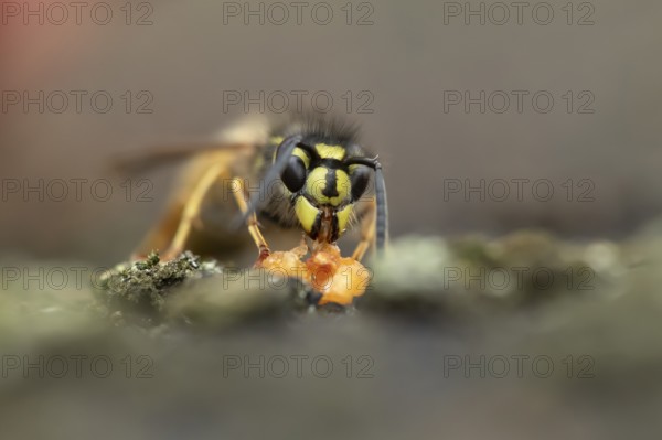 Common wasp (Vespula vulgaris) adult insect feeding on a piece of fruit in a garden in summer, England, United Kingdom