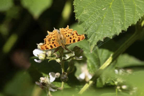 Comma butterfly (Polygonia c-album) adult insect feeding on a Bramble plant flower in summer, England, United Kingdom