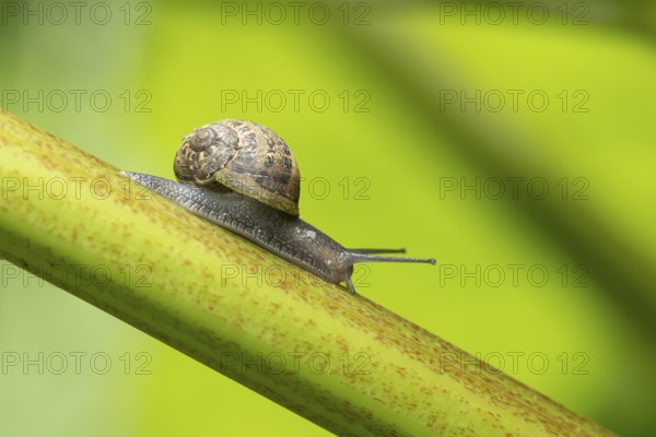 Garden snail (Cornu aspersum) adult molluscs gastropod on a garden Rhubarb vegetable plant stem in summer, England, United Kingdom